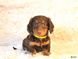 Miniature Dachshund dogs Lexus - Ad 4