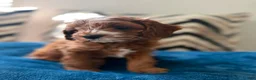 Cavapoo dogs for sale: Puppy 1 - Ad 3