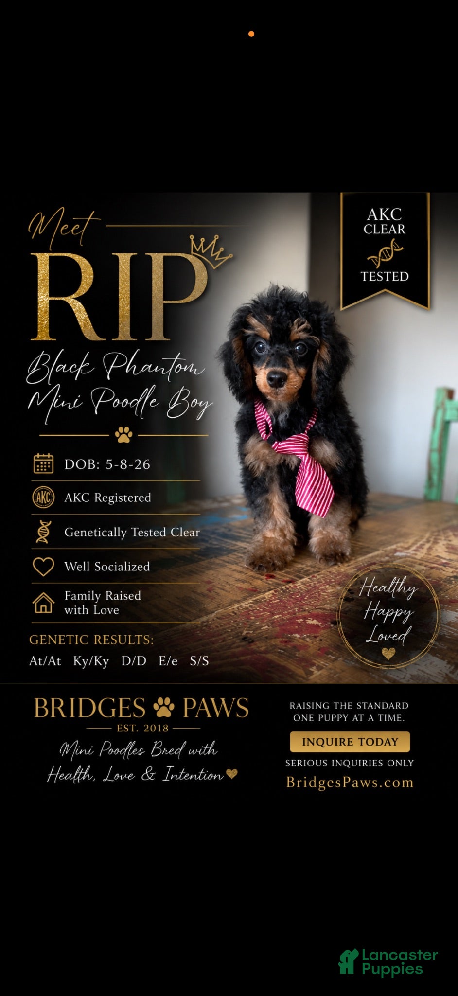 Miniature Poodle dogs Akc 🧬 Tested Clear Mini poodle Boy - Ad 13
