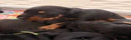 Doberman Pinscher dogs for sale: Electra-Pink Collar - Ad 13