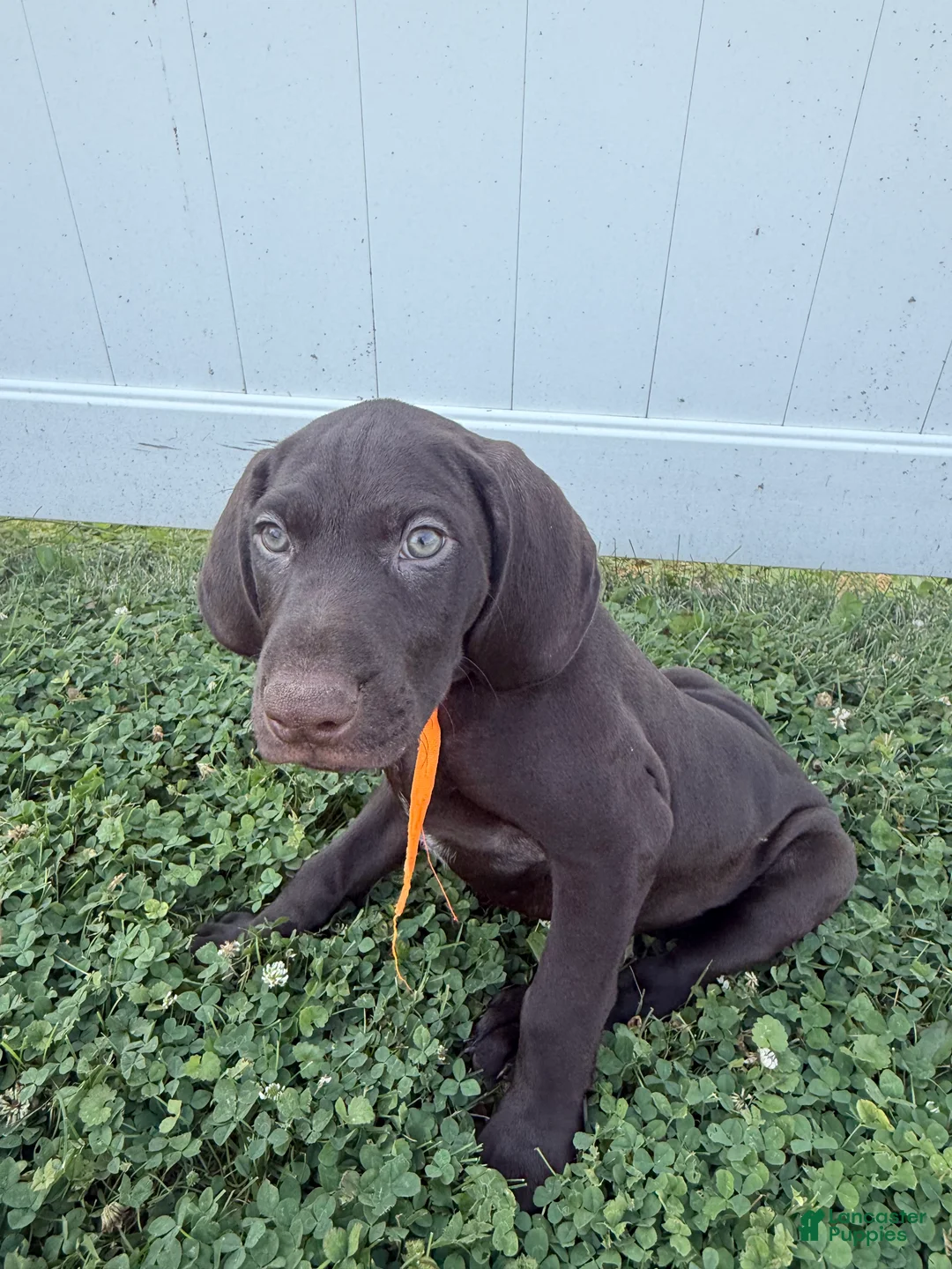 German Shorthaired Pointer dogs for sale: Remi - Ad 2