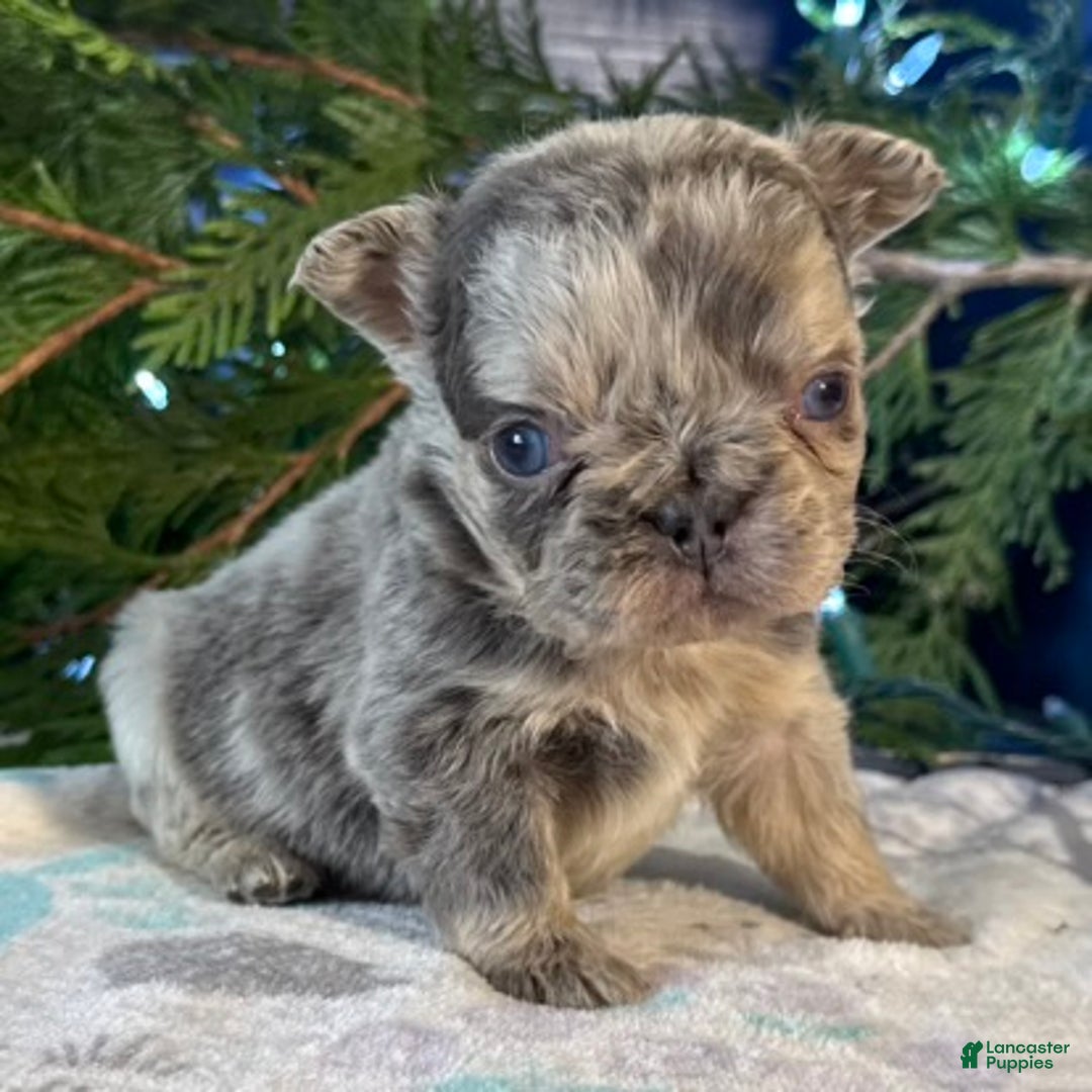 French Bulldog dogs for sale: Daisy - Ad 2