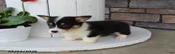 Welsh Corgi Pembroke dogs for sale: Lily - Ad 3
