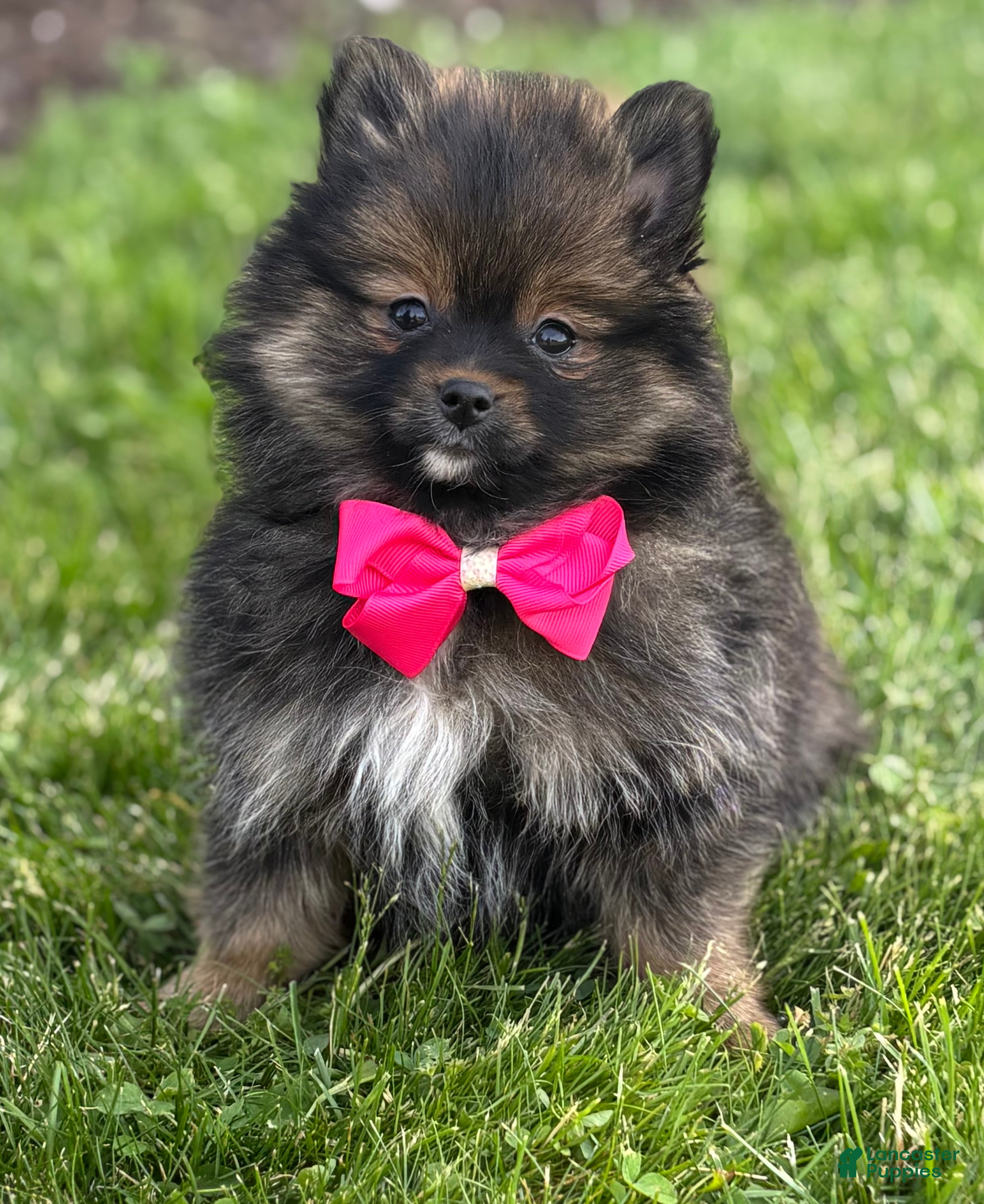 Pomeranian dogs for sale: Muffin  - Ad 1