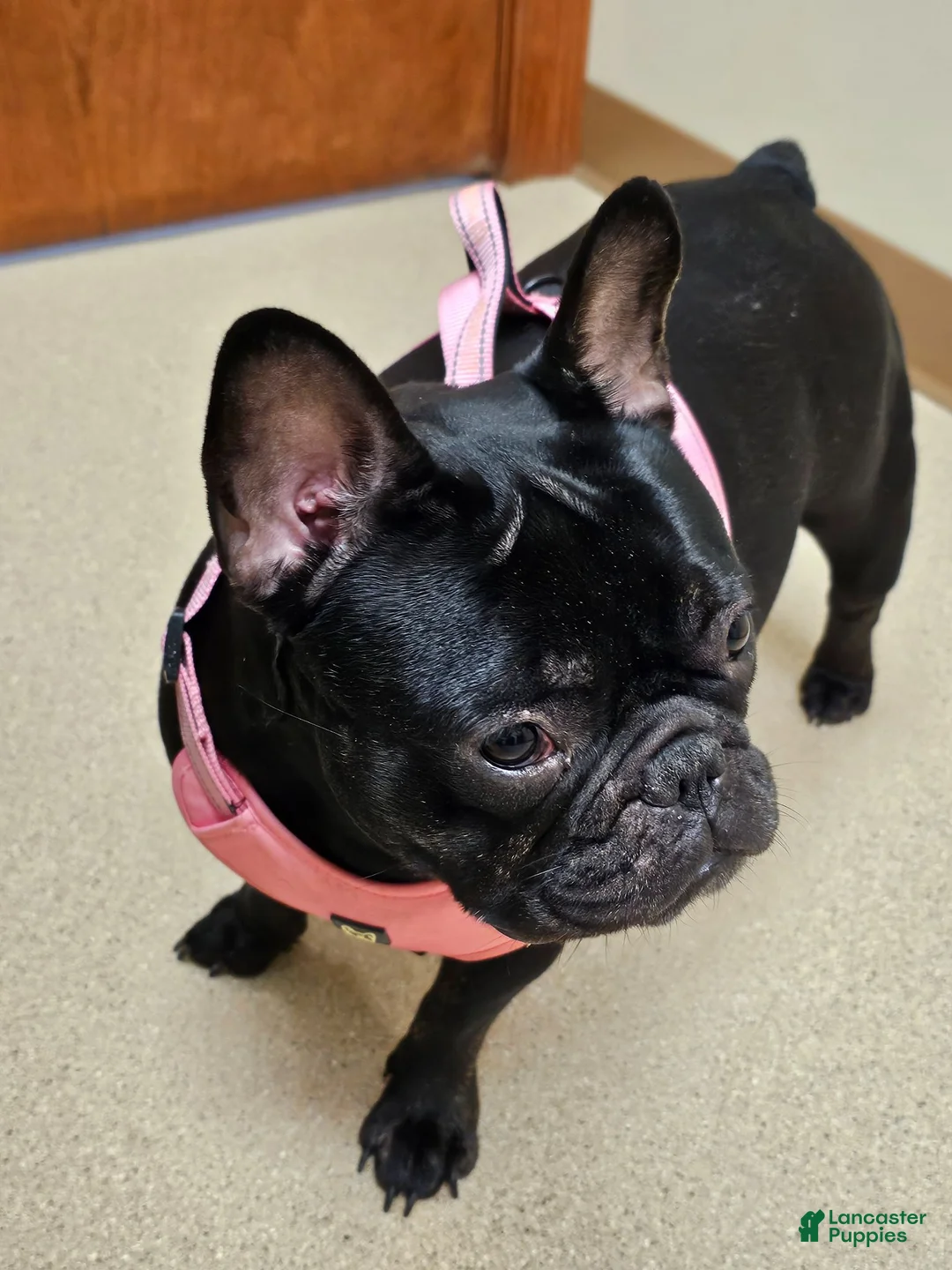 French Bulldog dogs for sale: Milo - Ad 9