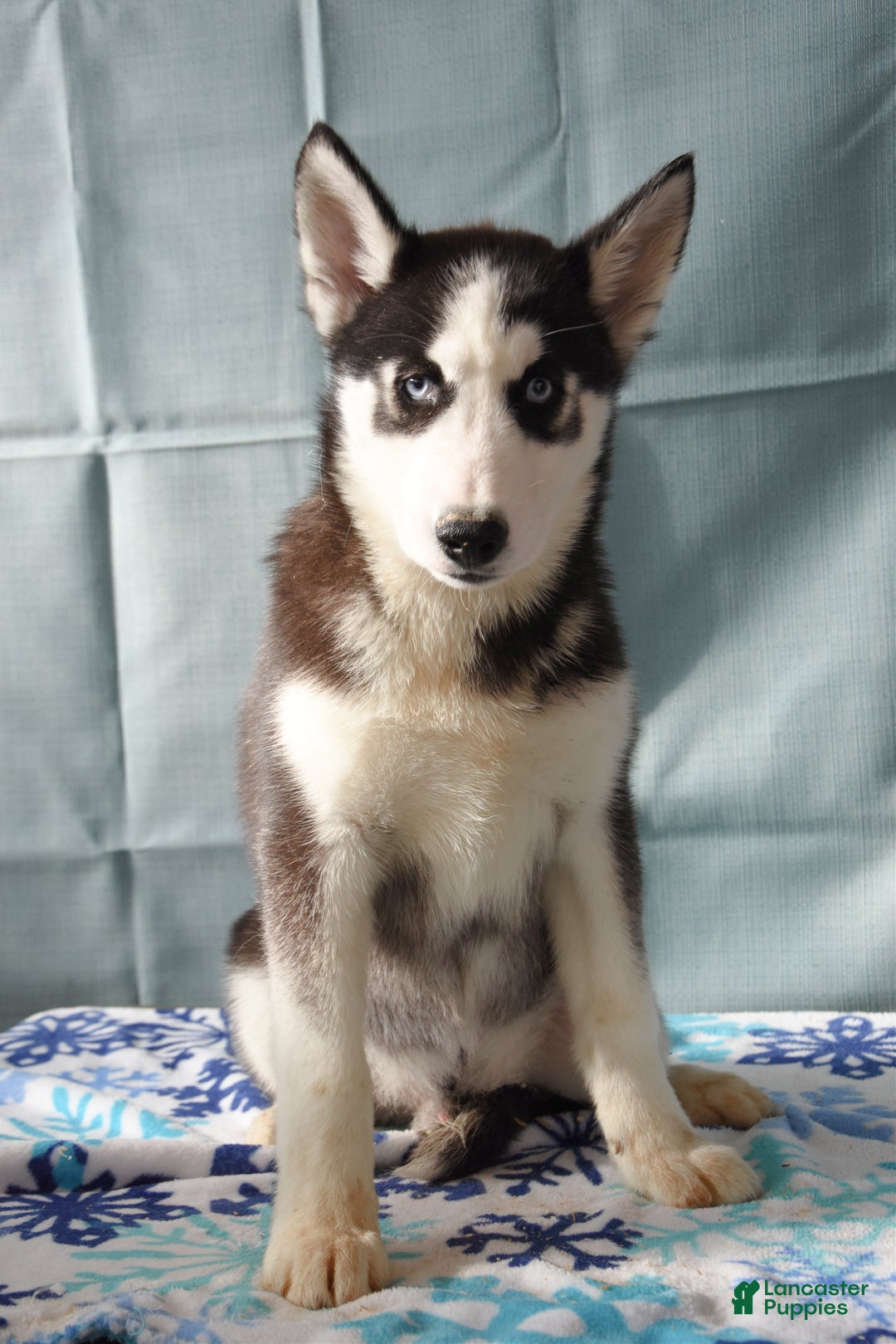 Siberian Husky dogs for sale: Arctic  - Ad 2