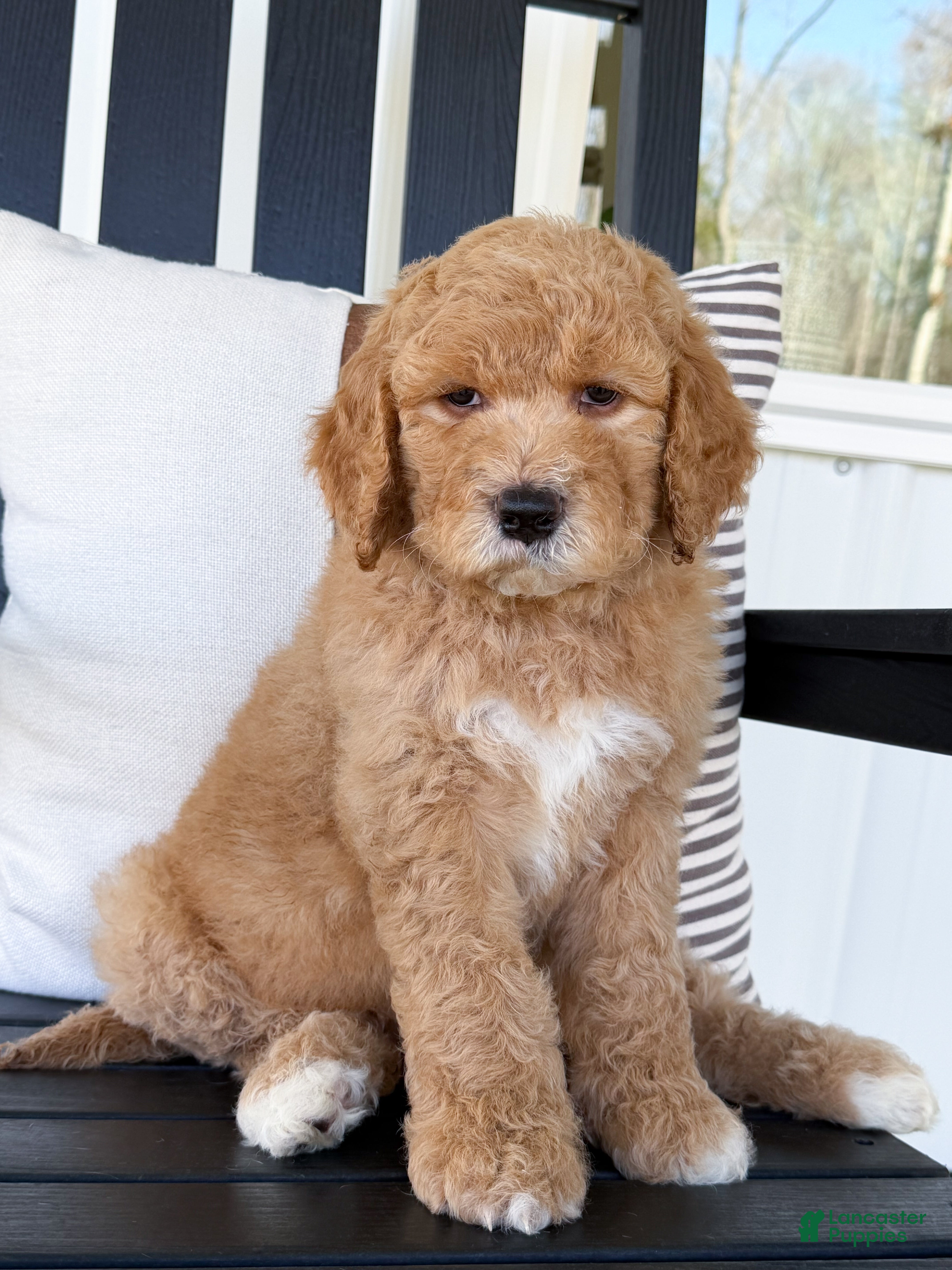 Goldendoodle dogs Raleigh - Ad 1