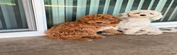 Toy Poodle dogs for sale: Toy Poodle 1 Chewie - Ad 3