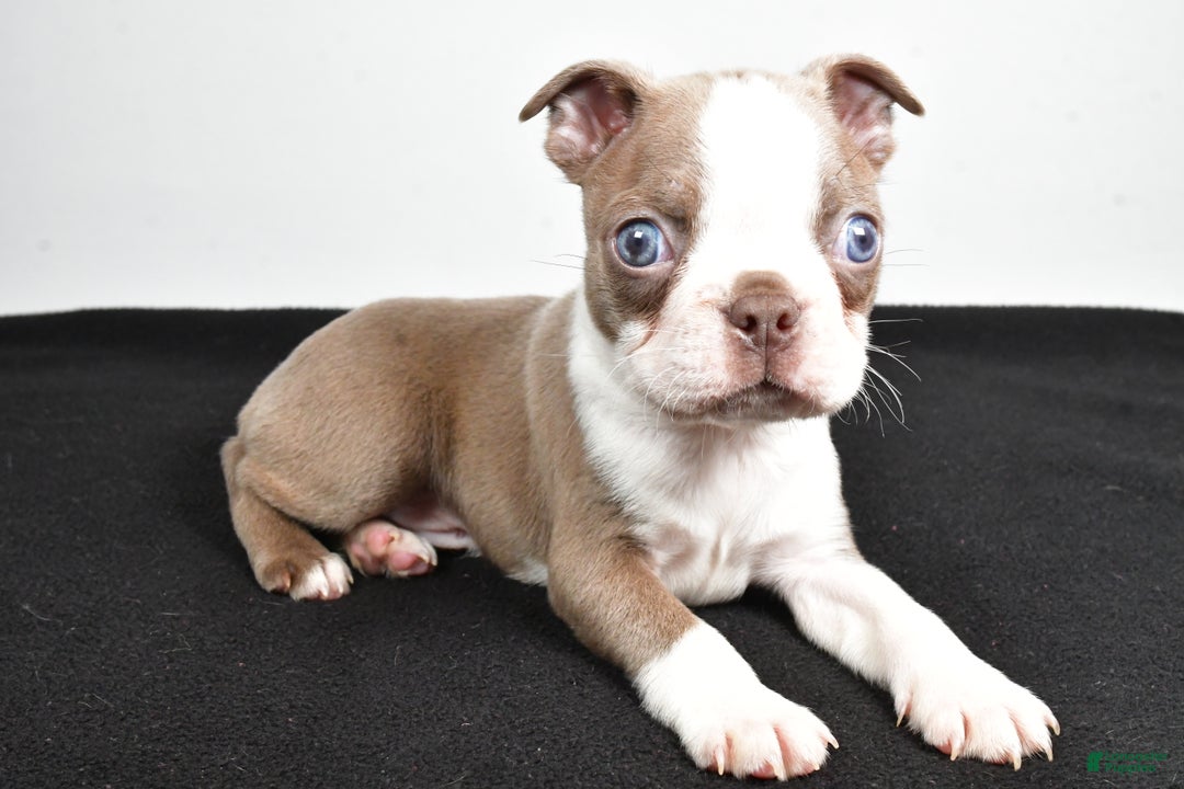 Boston Terrier dogs for sale: Jordan - Ad 5