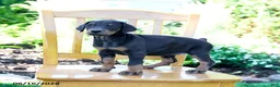 Doberman Pinscher dogs for sale: Trina - Ad 1