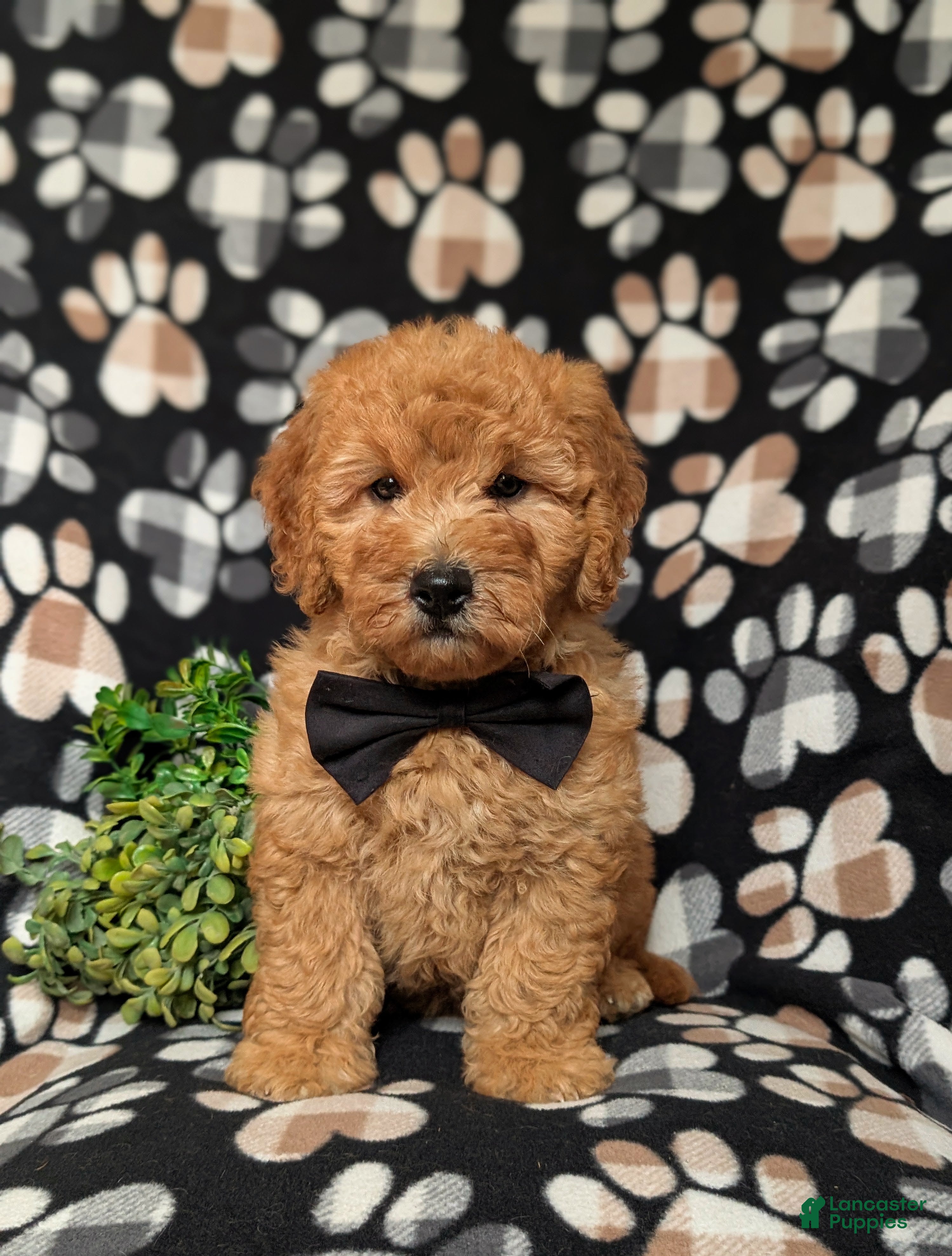 Goldendoodle dogs Dennis Hypoallergenic - Ad 2