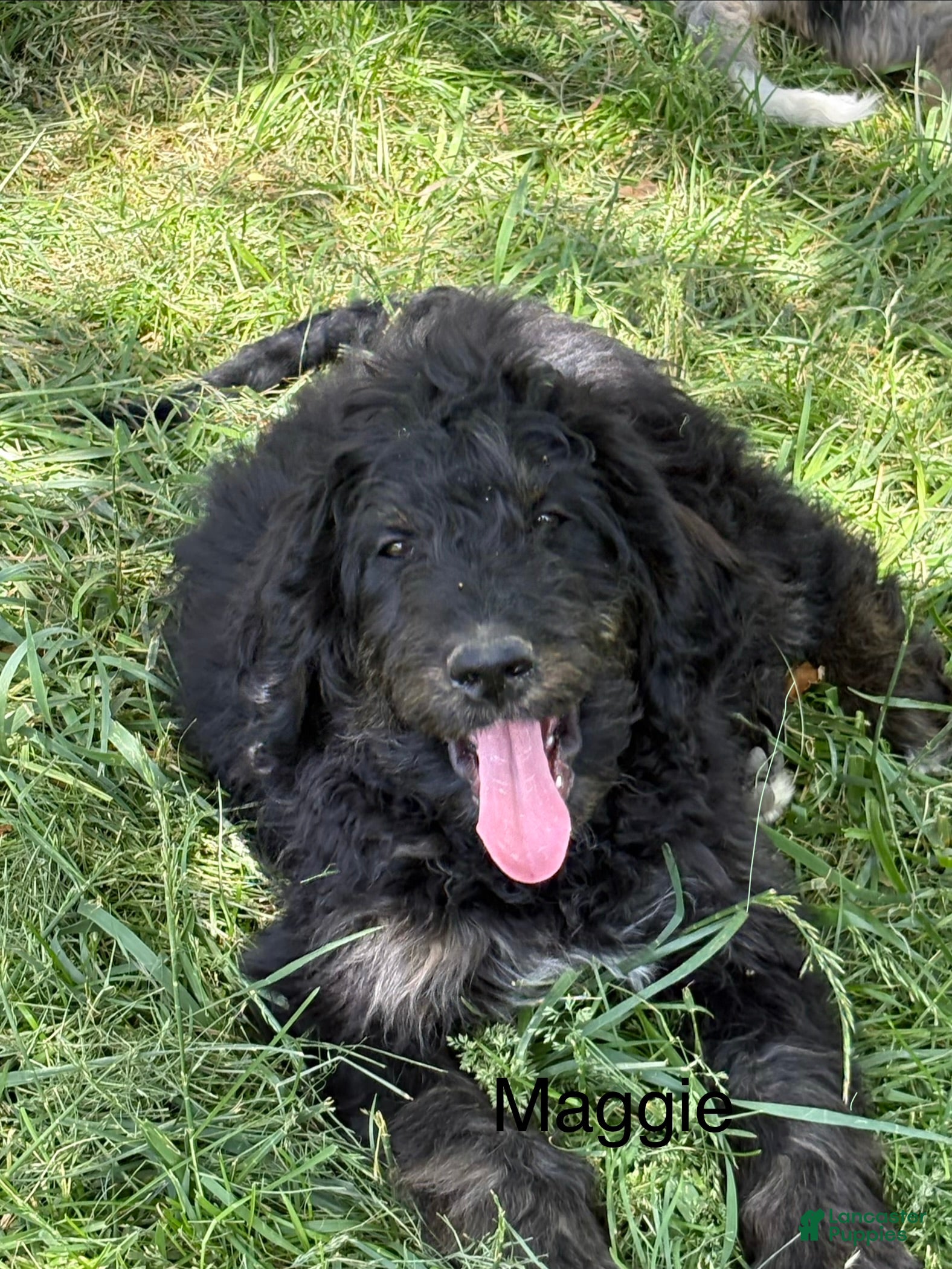 Bernedoodle dogs for sale: Bernedoodle Puppy 7 - Ad 2