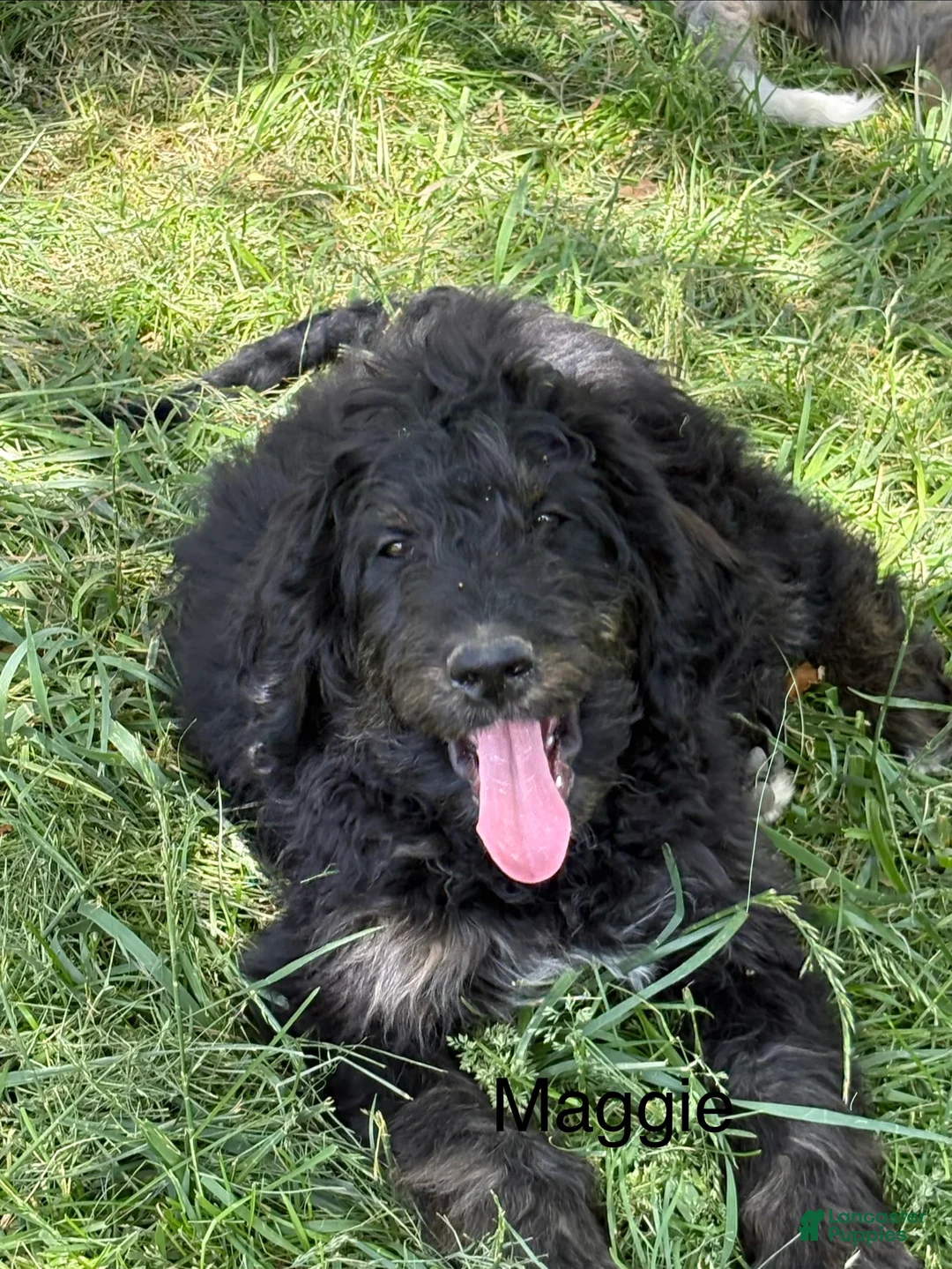 Bernedoodle dogs for sale: Bernedoodle Puppy 7 - Ad 1