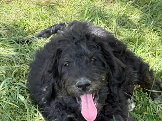 Bernedoodle dogs for sale: Bernedoodle Puppy 7 - Ad 2