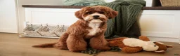 Cavapoo dogs for sale: Kohen - Ad 5