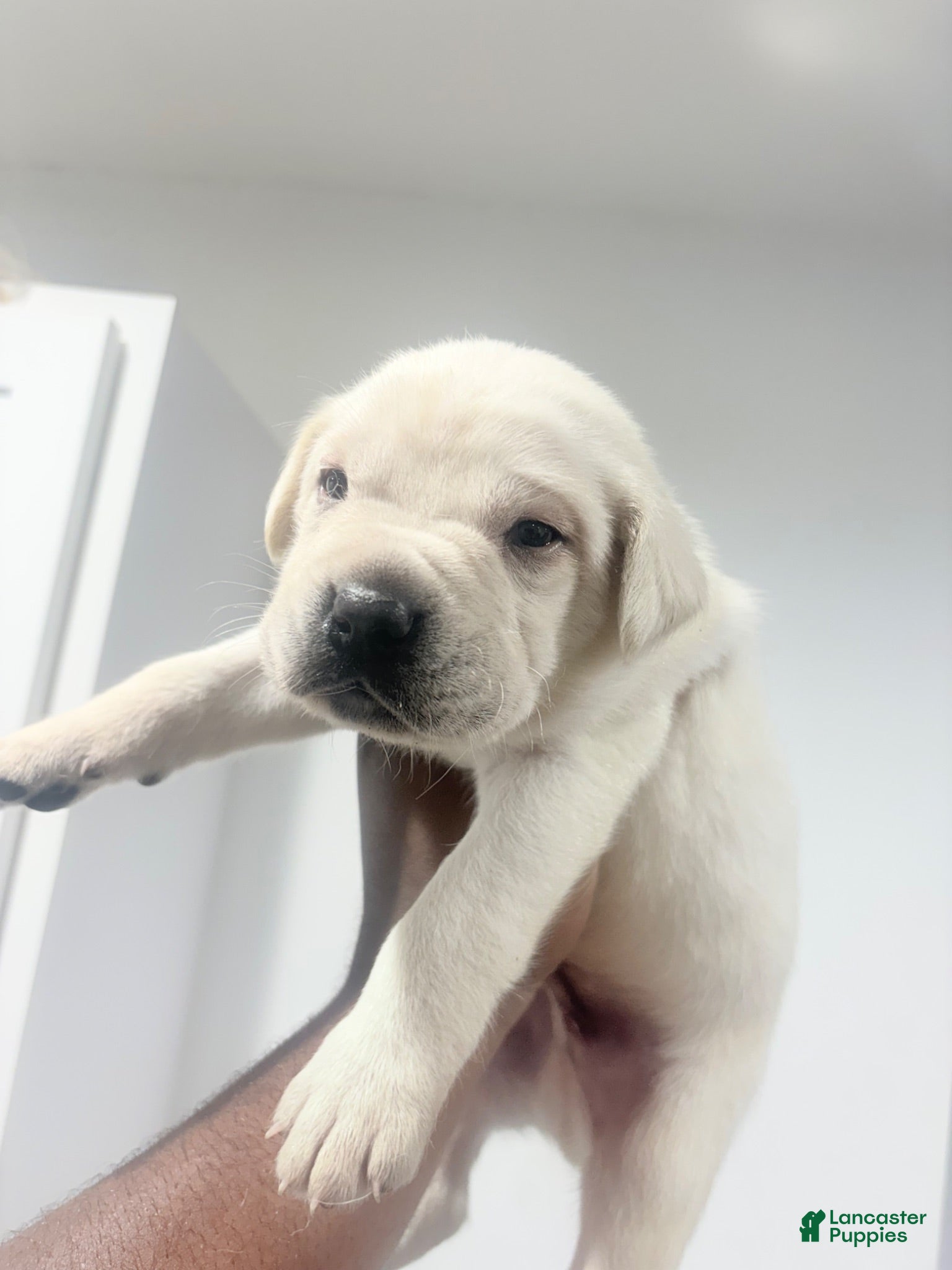 Cane Corso dogs Cane Corso 2 - Ad 1