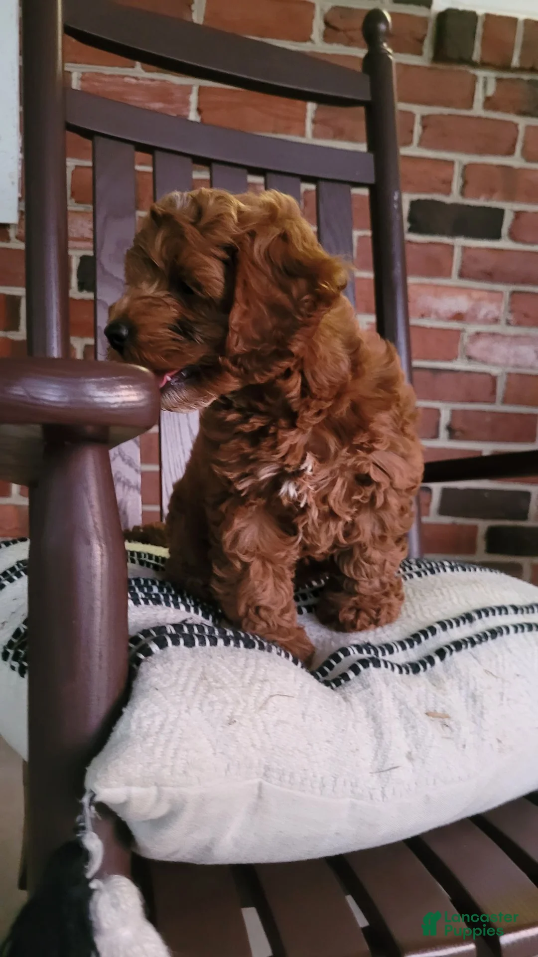 Cockapoo dogs for sale: Conner - Ad 9