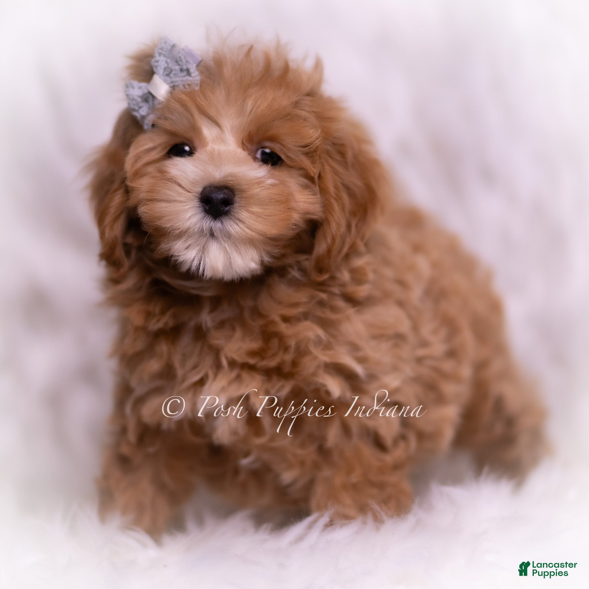 Maltipoo dogs Reid F1 - Ad 36