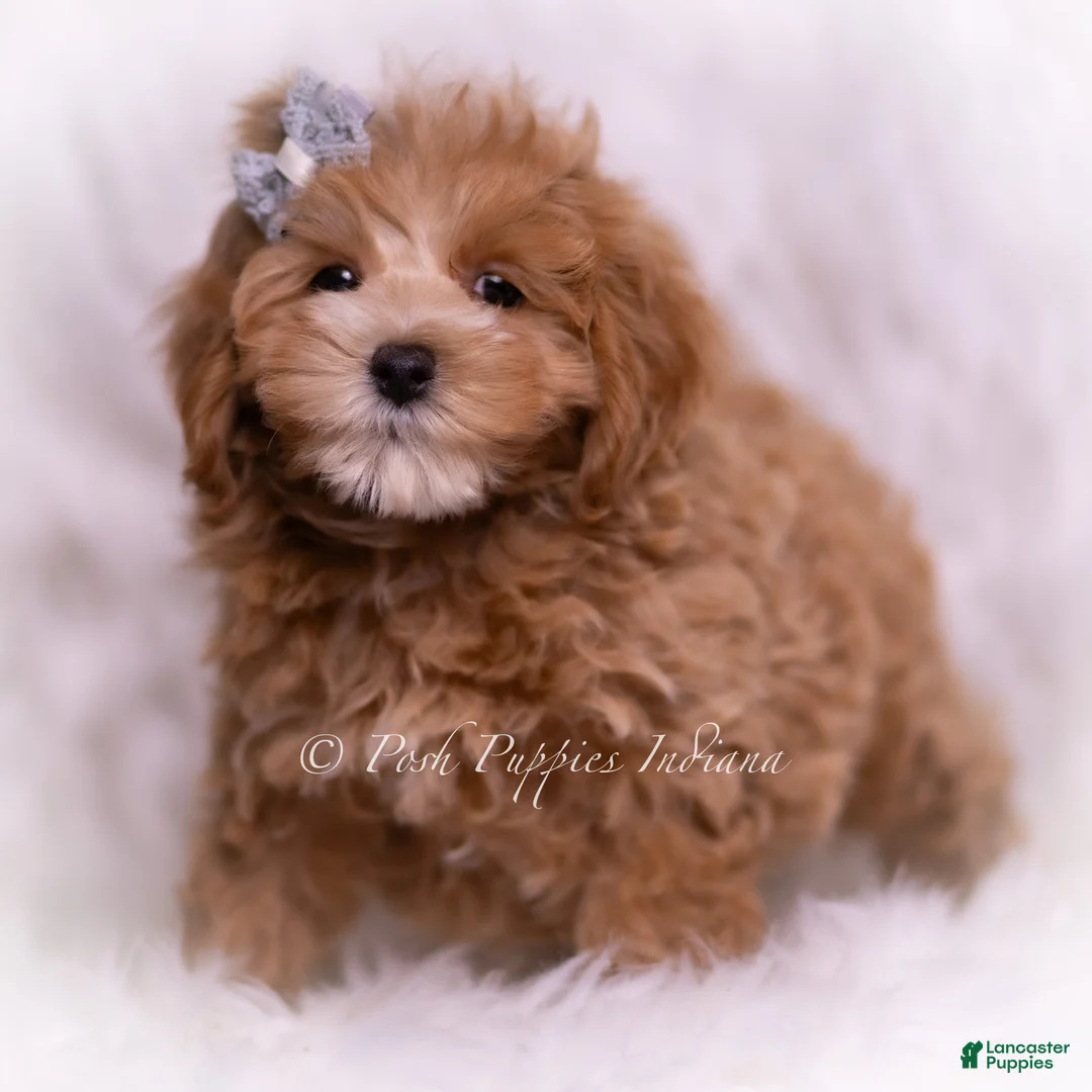 Maltipoo dogs for sale: Reid F1 - Ad 1