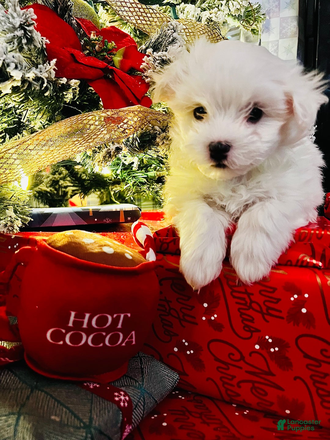 Maltese dogs for sale: Sugar - Ad 2