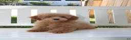 Shihpoo dogs for sale: Milo - Ad 5