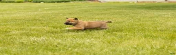 Shiba Inu dogs for sale: Jake - Ad 4