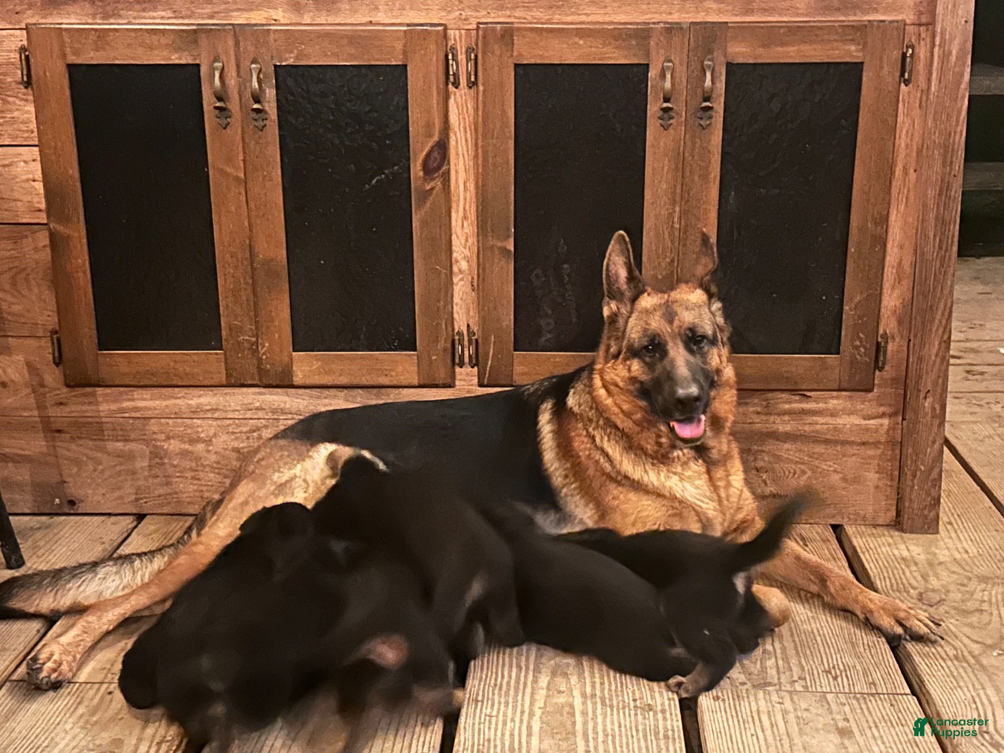 German Shepherd dogs German Shepherd 1 - Ad 36