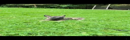 Norwegian Elkhound dogs for sale: Bubba - Ad 4