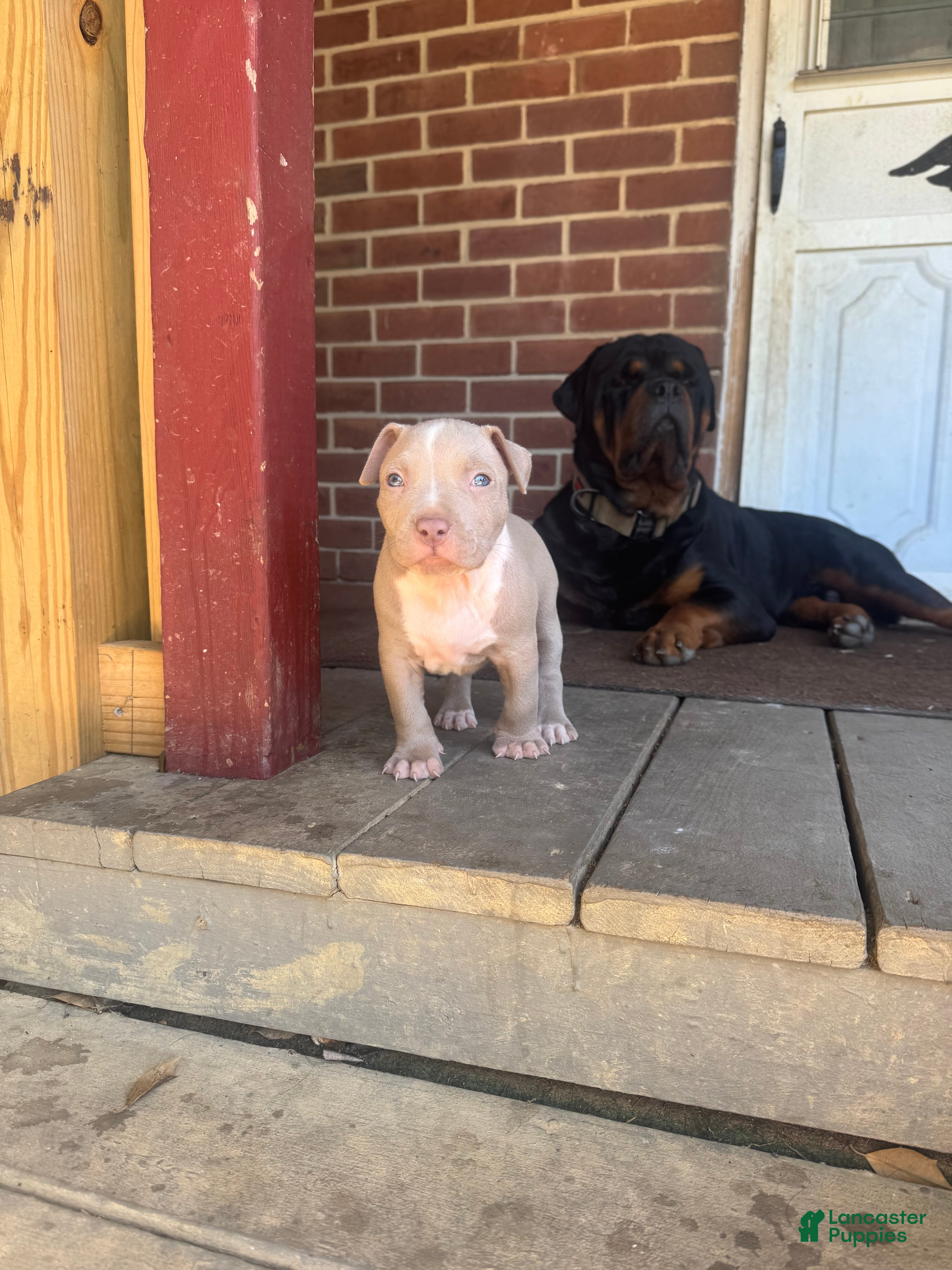 Mixed Breed dogs Vinny - Ad 2