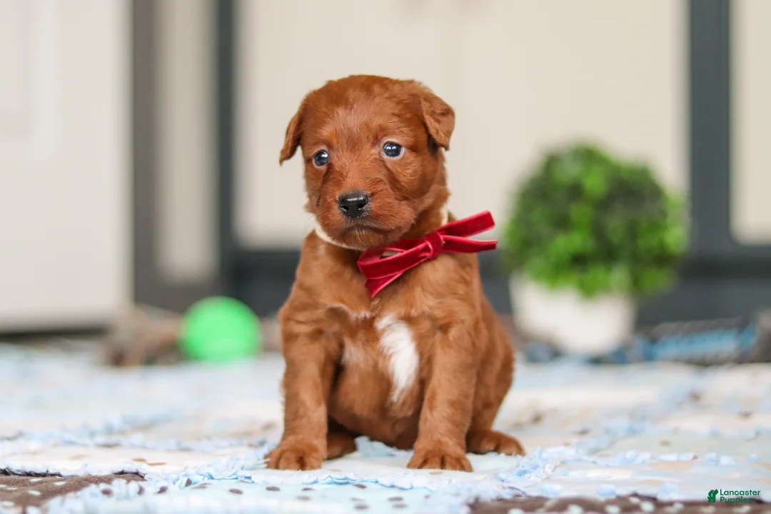 Labradoodle dogs for sale: Sasha - Ad 2