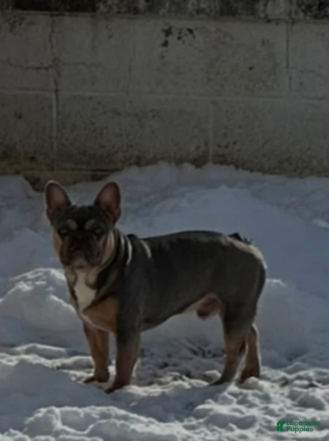 French Bulldog dogs for sale: Dolce  - Ad 20