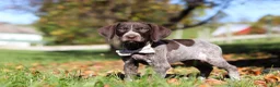 German Shorthaired Pointer dogs for sale: Angela - Ad 1