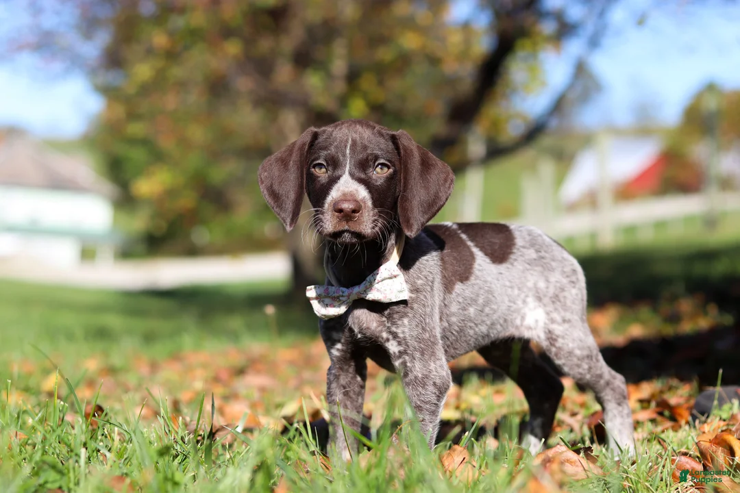 German Shorthaired Pointer dogs for sale: Angela - Ad 1