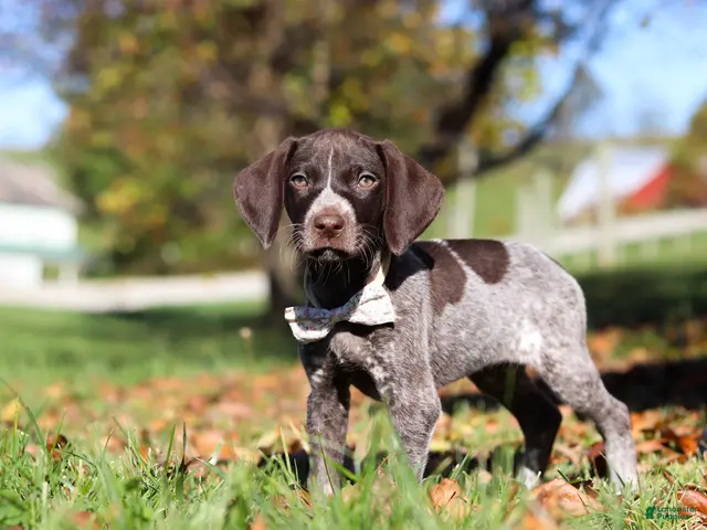 German Shorthaired Pointer dogs Angela - Ad 1
