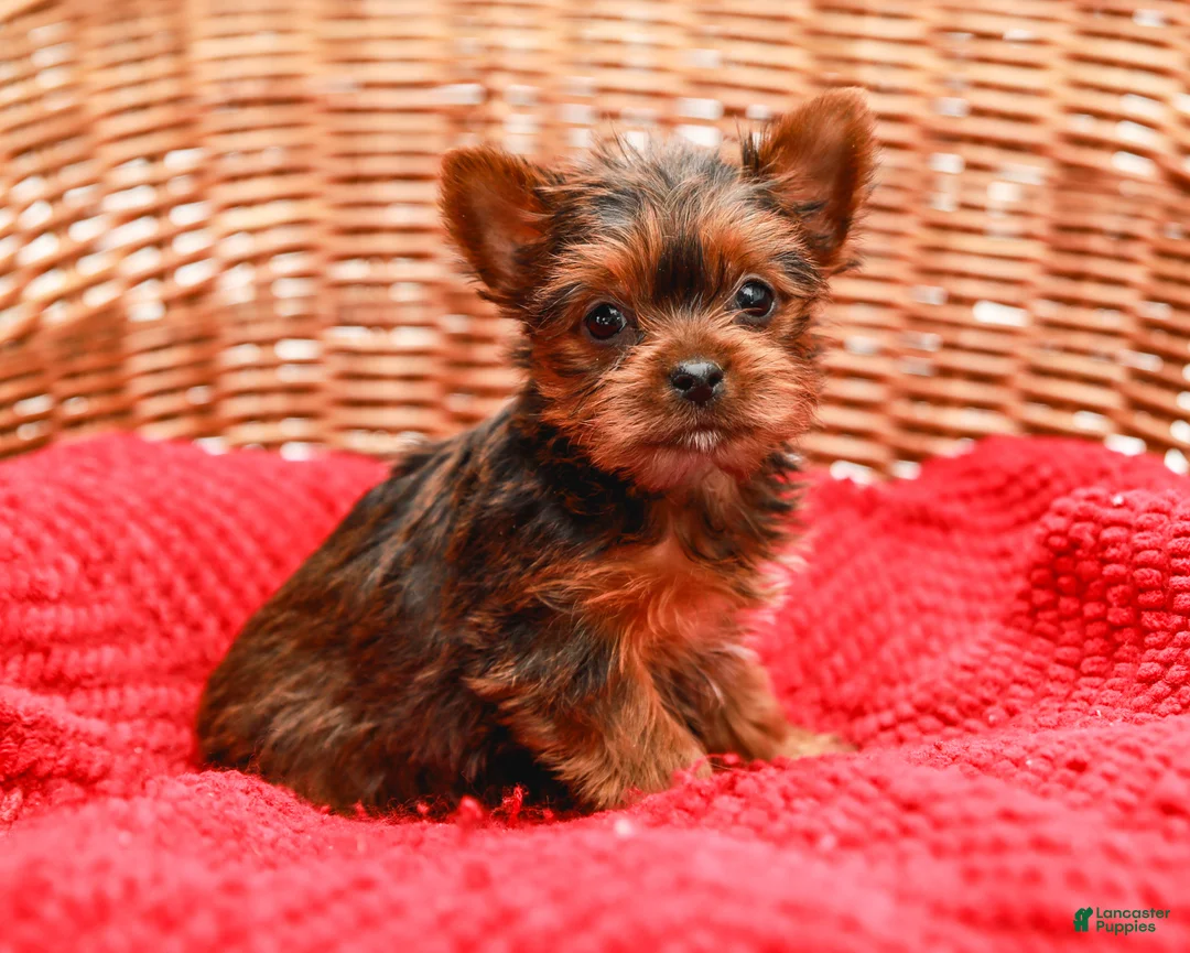 Yorkshire Terrier dogs for sale: Lady (Extra Small) - Ad 4