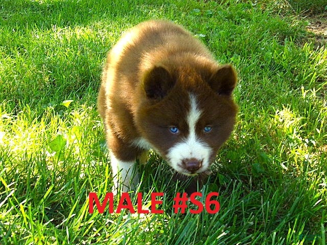Siberian Husky dogs S6 - Ad 1