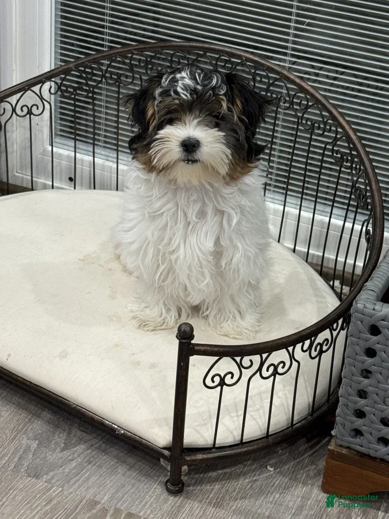 Biewer Terrier dogs Dottie - Ad 2