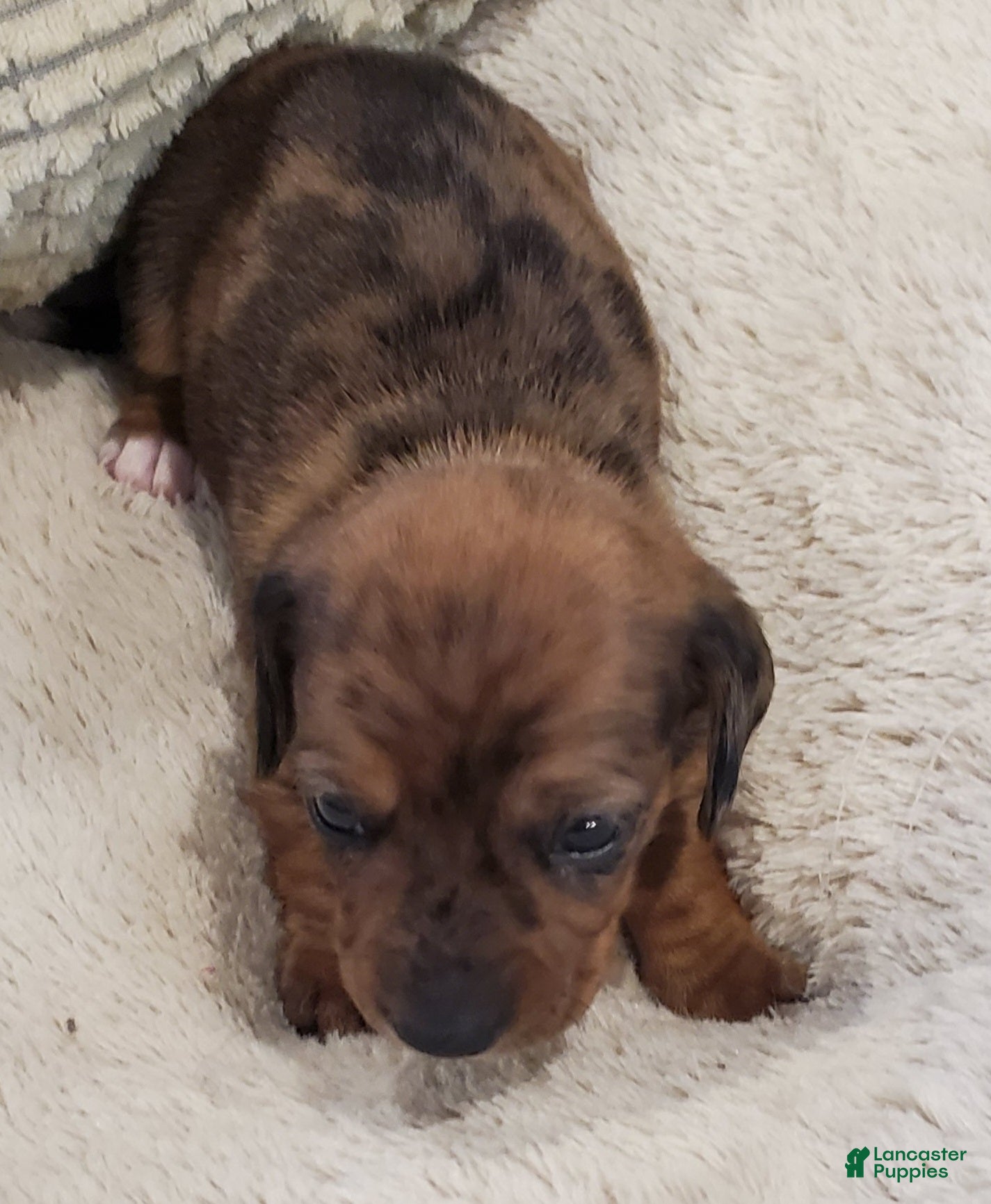 Dachshund dogs Dachshund Puppy 1 - Ad 11