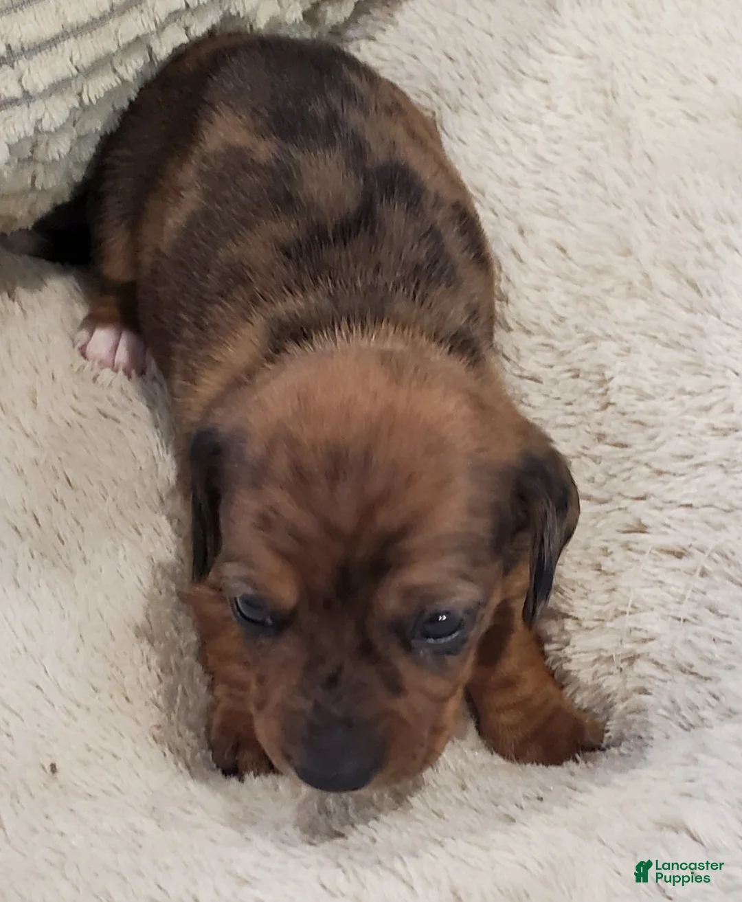 Dachshund dogs for sale: Dachshund Puppy 1 - Ad 1