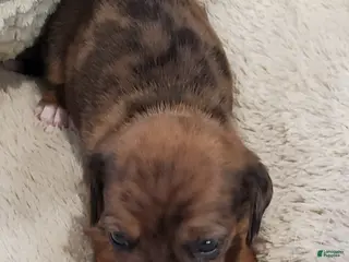 Dachshund dogs Dachshund Puppy 1 - Ad 11