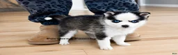 Pomsky dogs for sale: Tinker Micro Pomsky - Ad 2
