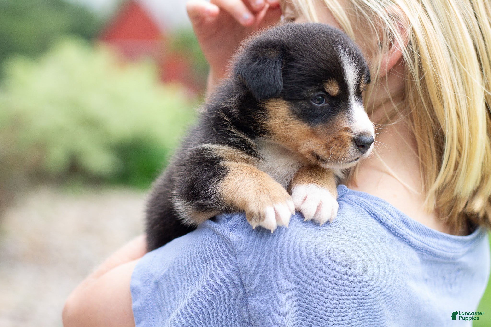 Mixed Breed dogs Grant - Ad 2