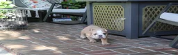 English Bulldog dogs for sale: Browny  - Ad 3