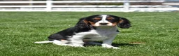 Cavalier King Charles Spaniel dogs for sale: Pretzel  - Ad 6