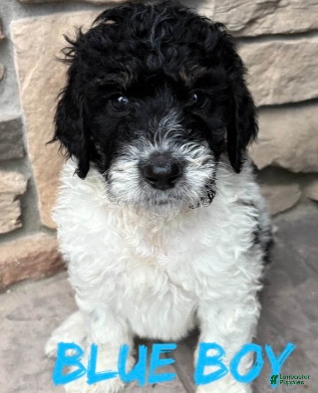 Bernedoodle dogs for sale: Blue boy - Ad 8