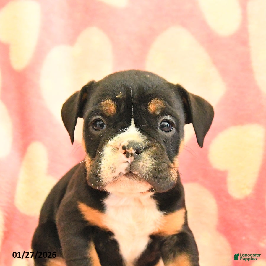 Olde English Bulldogge dogs Blueberry - Ad 2