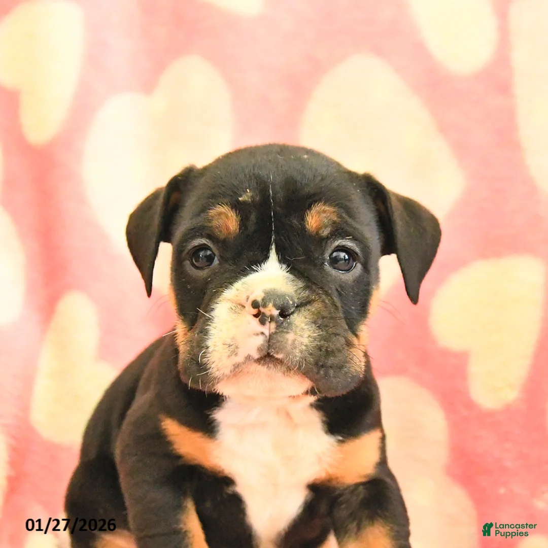 Olde English Bulldogge dogs for sale: Blueberry - Ad 2