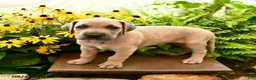 Great Dane dogs for sale: Lewis - Ad 4