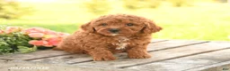 Miniature Poodle dogs for sale: Dexter - Ad 2