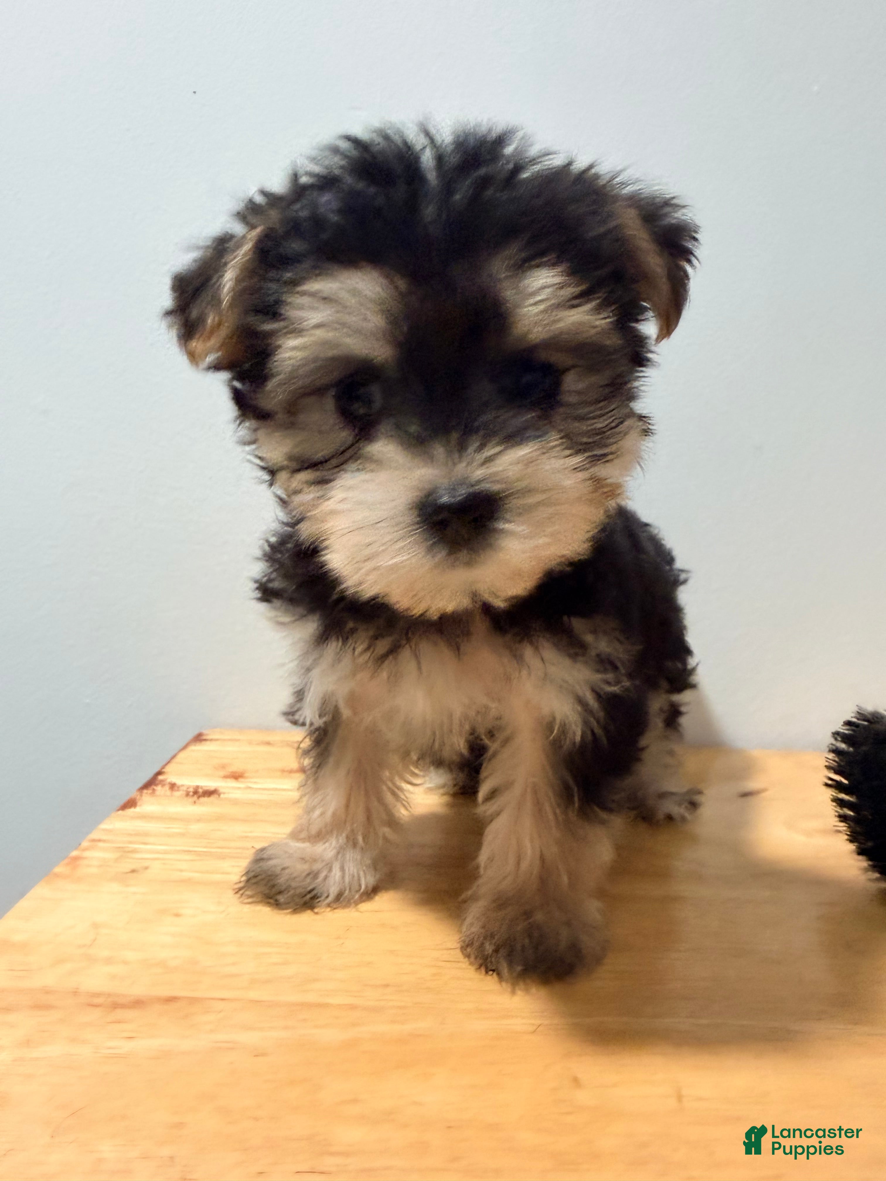 Morkie dogs for sale: Morkie 1 - Ad 2